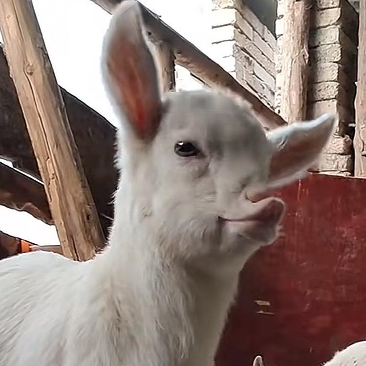 阿狸