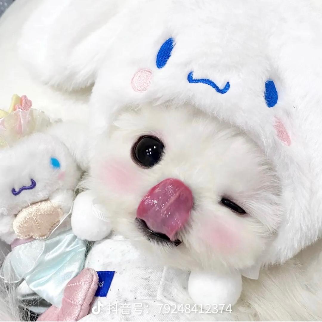 小猫咪🐱🐱🐱