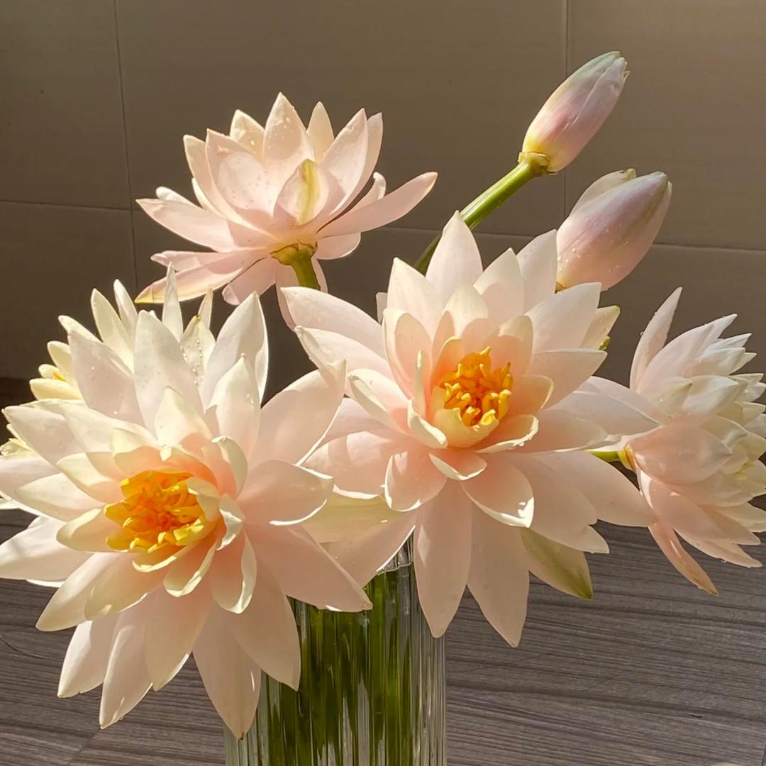 花拍鲜花（66)