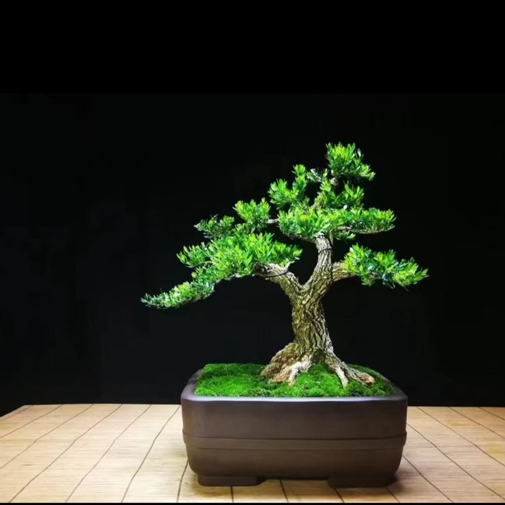 粤瀚黄杨榭(雀舌黄杨盆景)