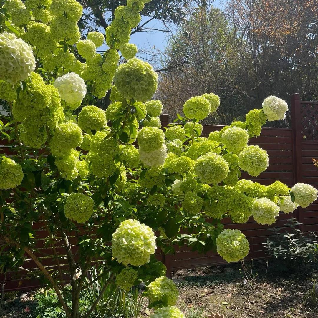 木绣球花卉