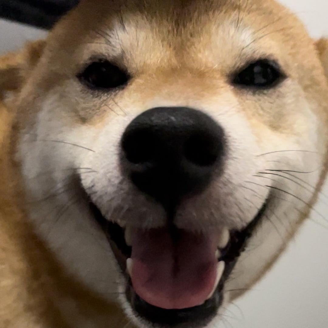 两条柴爸