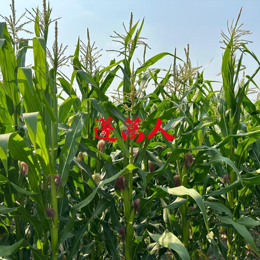 蓬蒿人宝石玉米