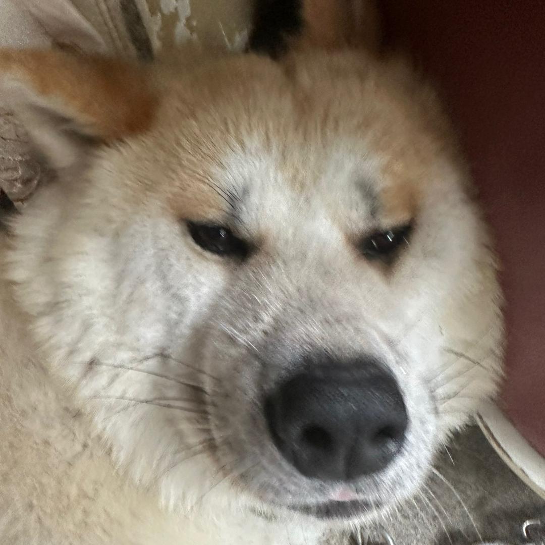 FooK