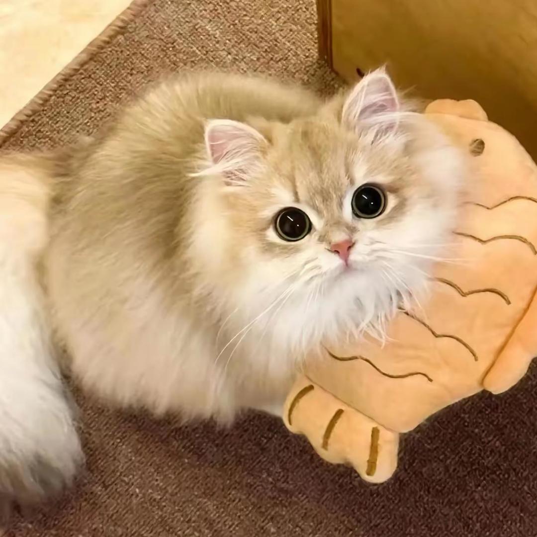 流浪猫救助站