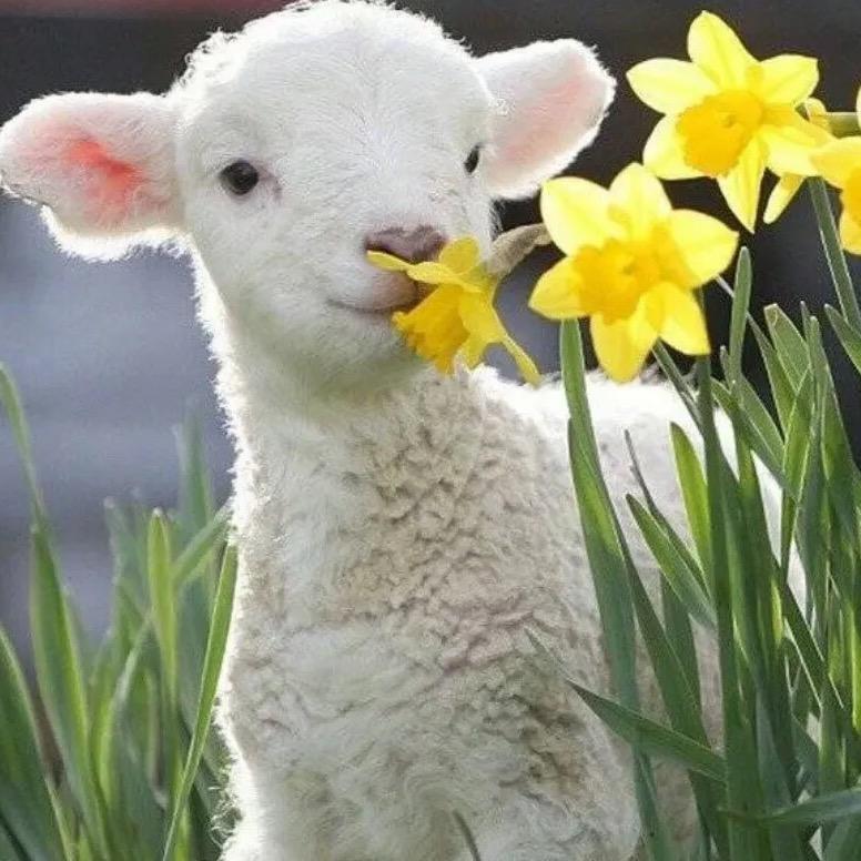 农村养殖小丫头