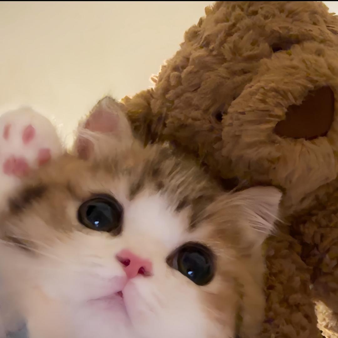 一只熊