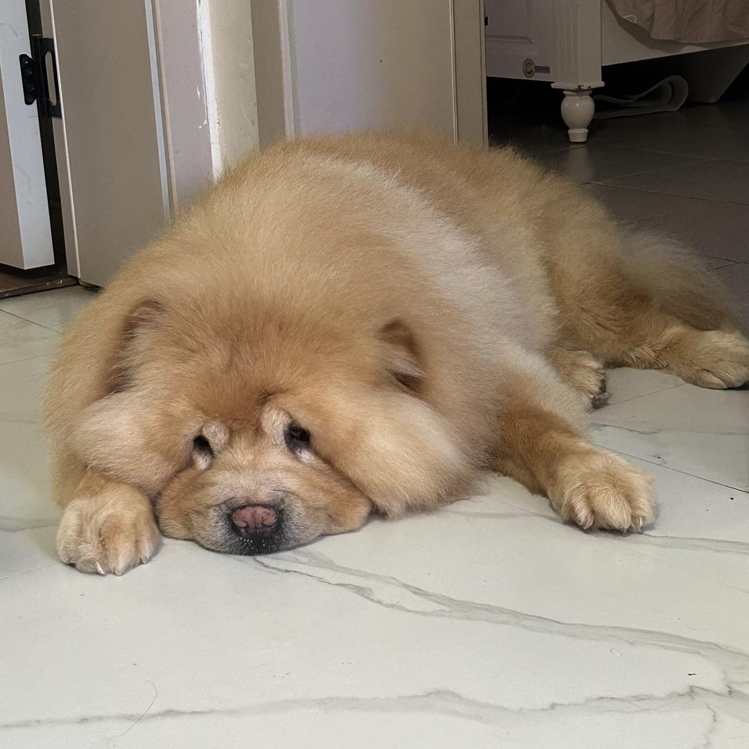 黄瓜煎蛋头像