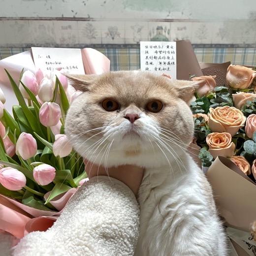 我躲猫猫