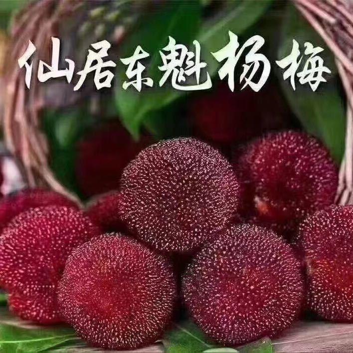 正宗仙居东魁大杨梅