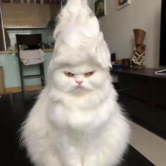 崔禹彭
