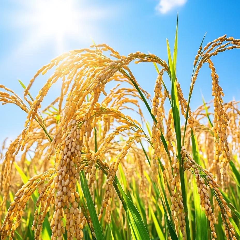 优优～五常大米