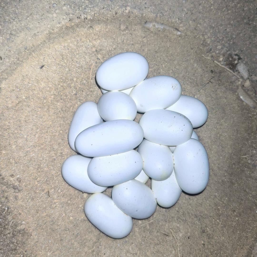广西水律养殖户🐍🐍