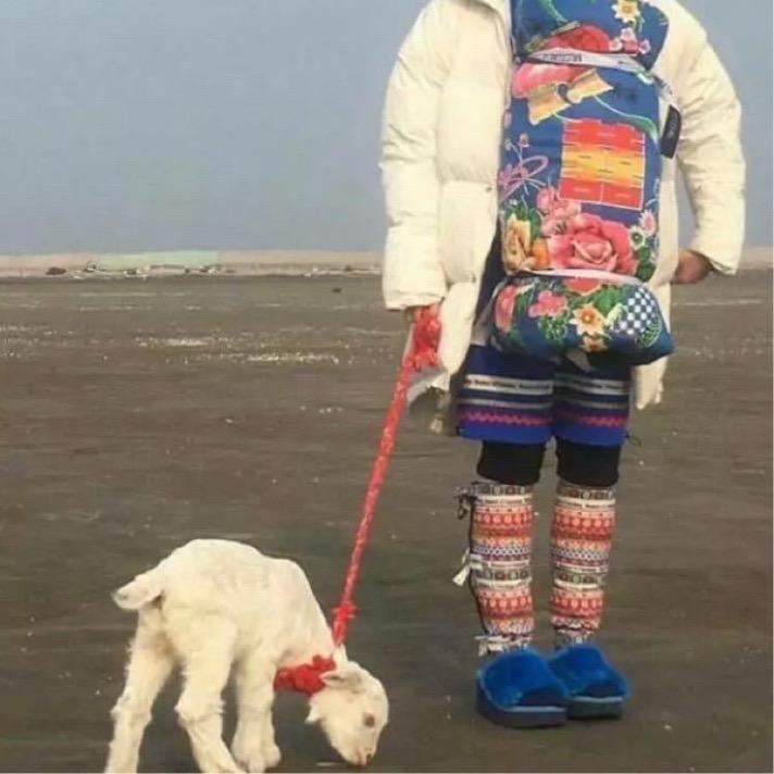 白尾羊