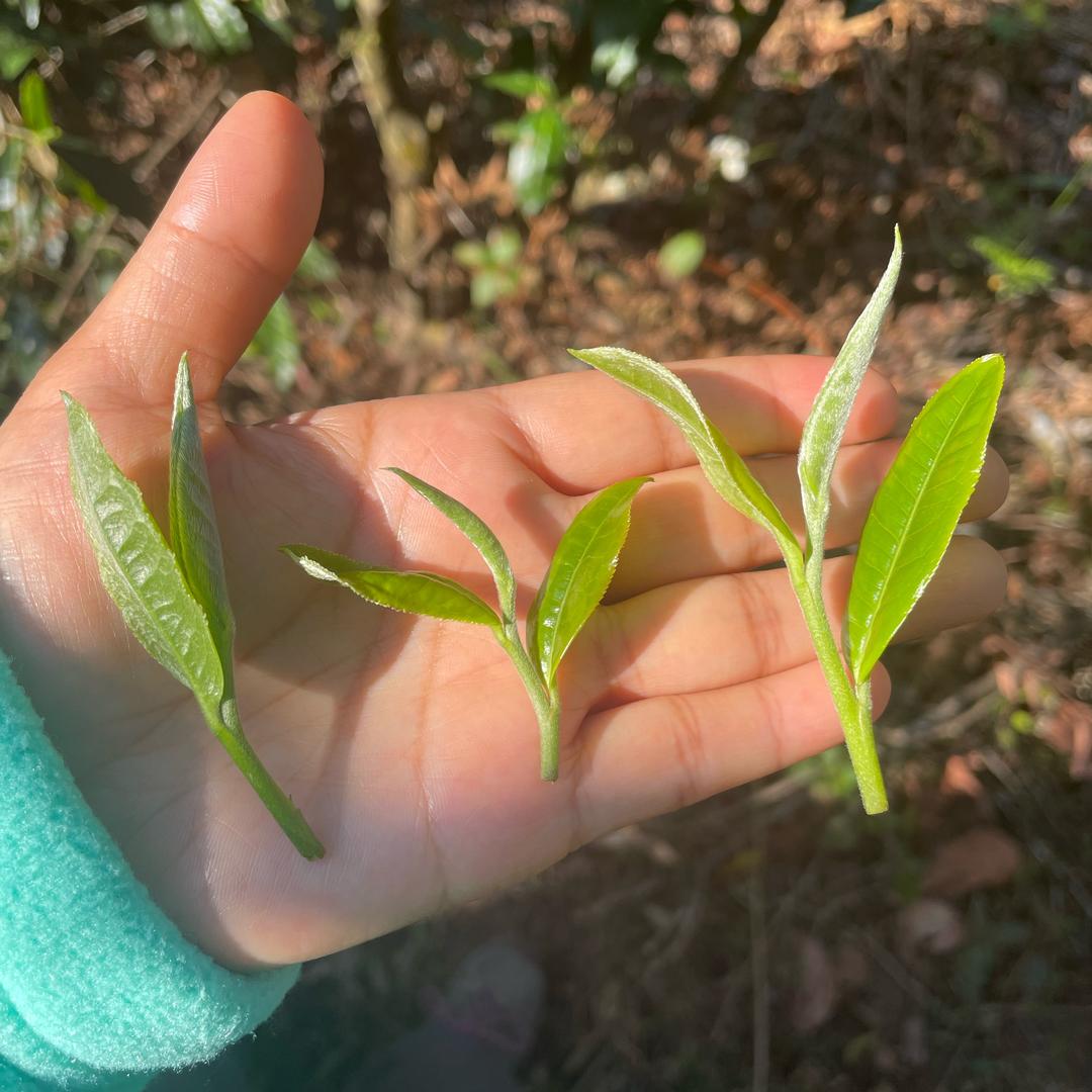 茶山有个老板娘叫小白