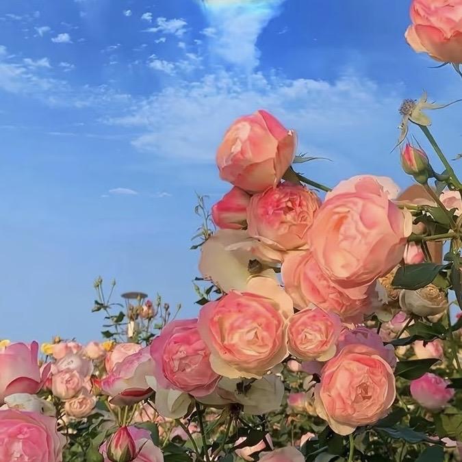 新疆花卉基地直发