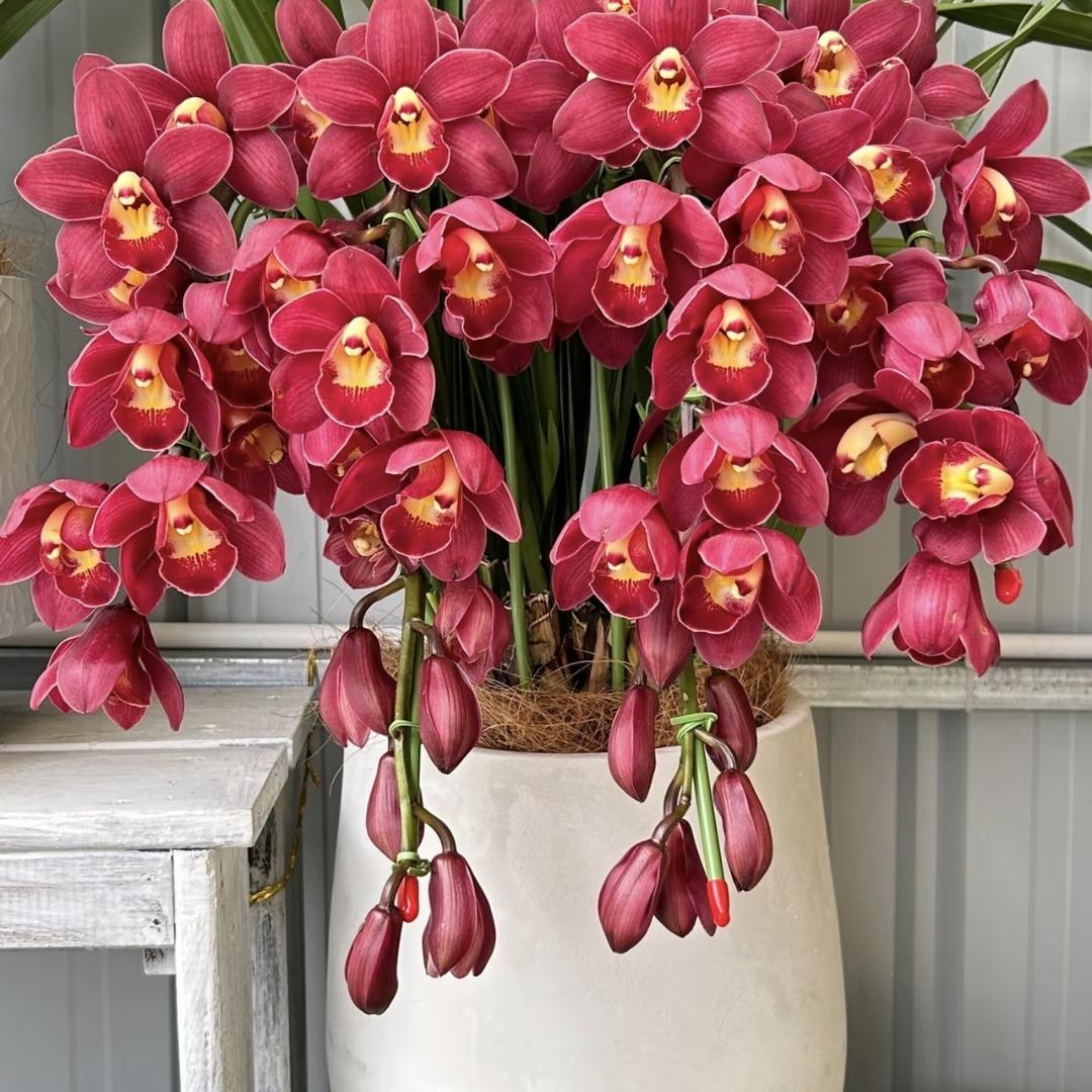 暴躁兄弟大花惠兰年宵花