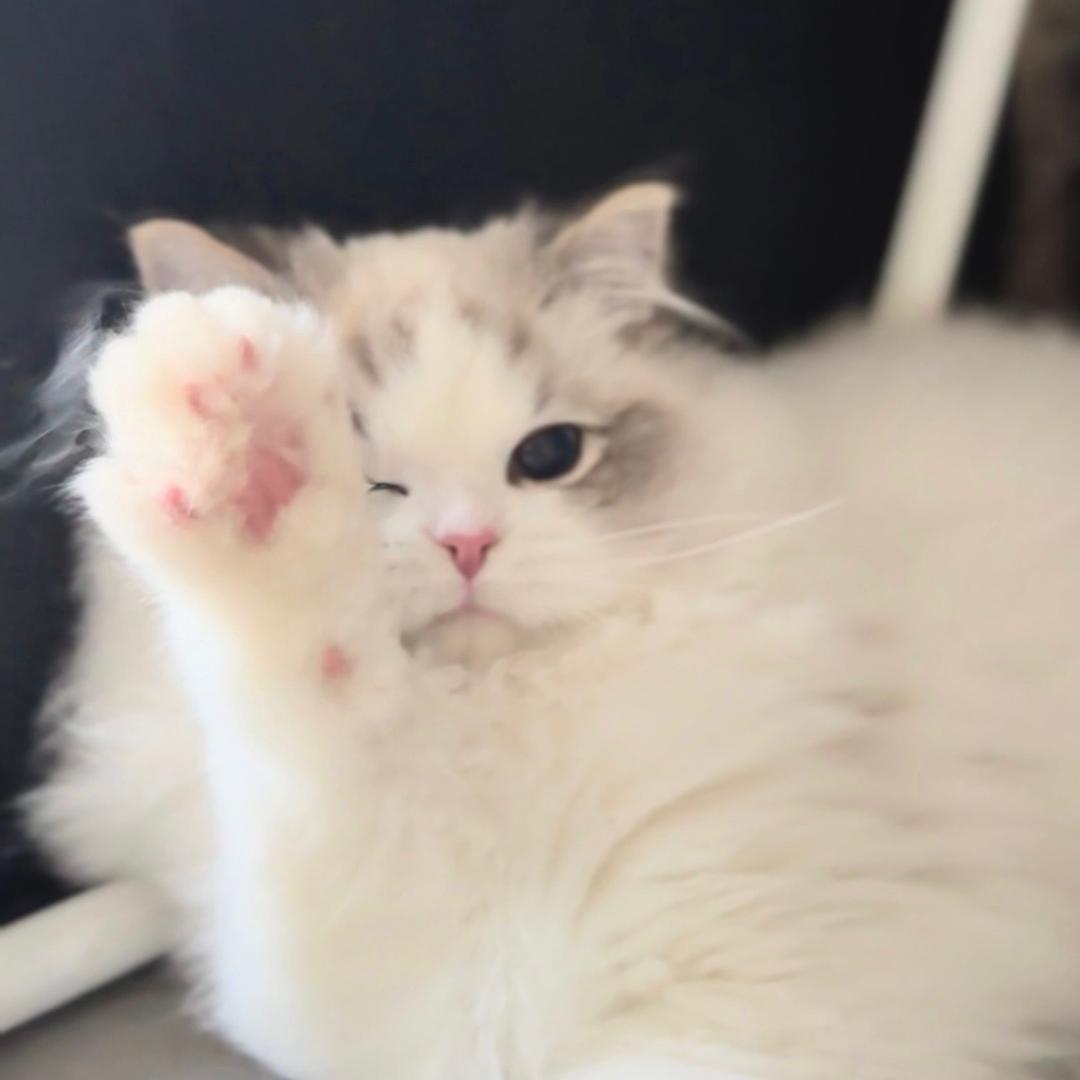 想想有猫腻
