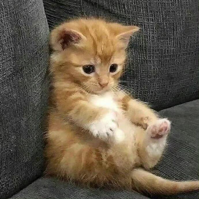 财神爷首席大弟子