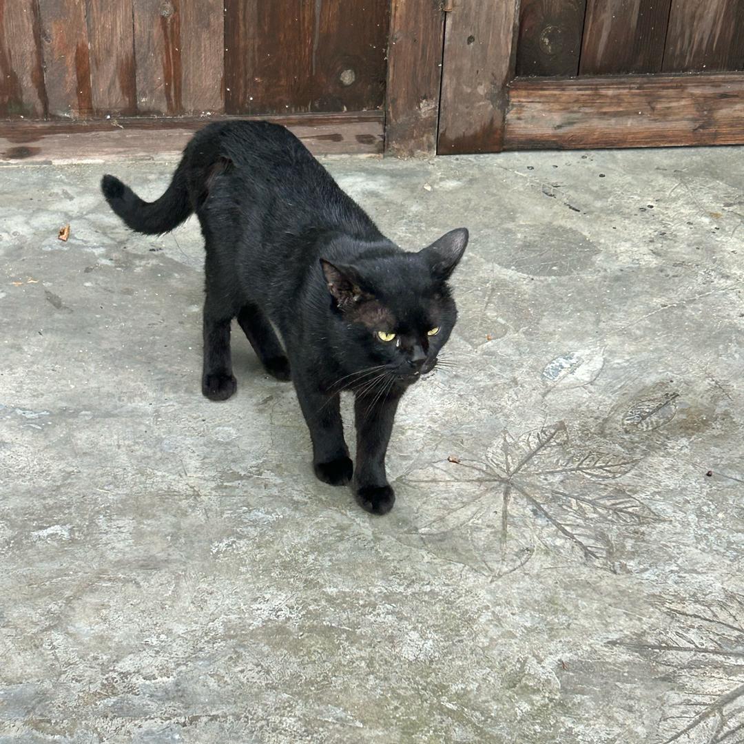 101级强攻系柔骨魅兔