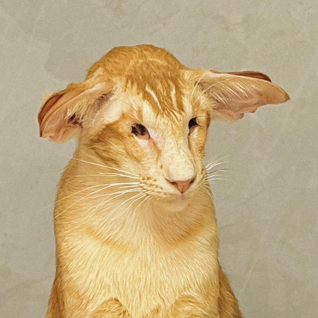 🐱小四耳和他的朋友们