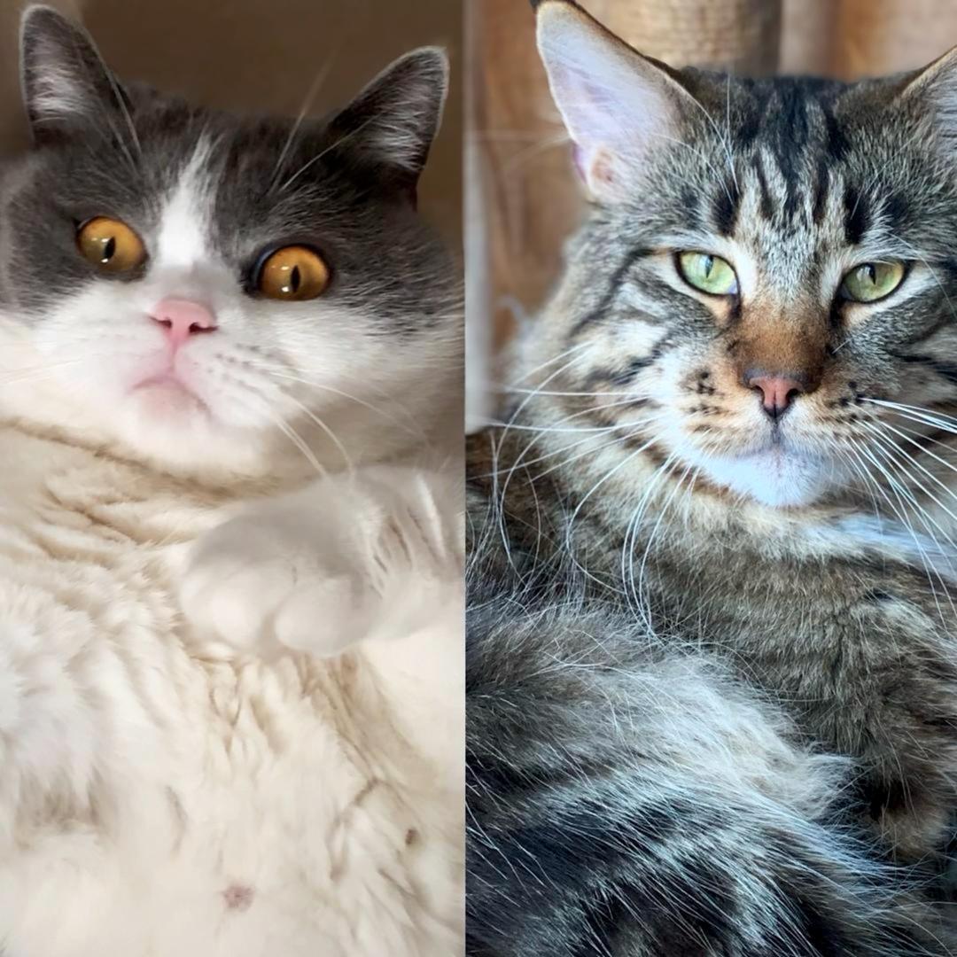 猫老狮宠物用品