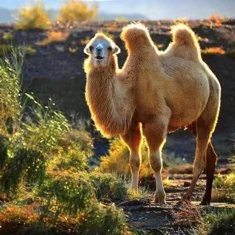 新疆驼妃双有机纯驼奶粉