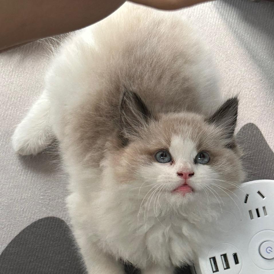 丸子酱酱