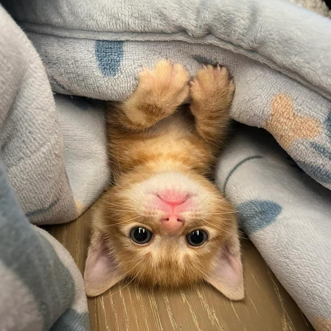 人如机