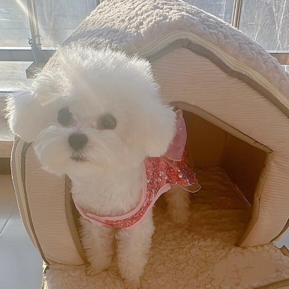 金宝是只小姑娘