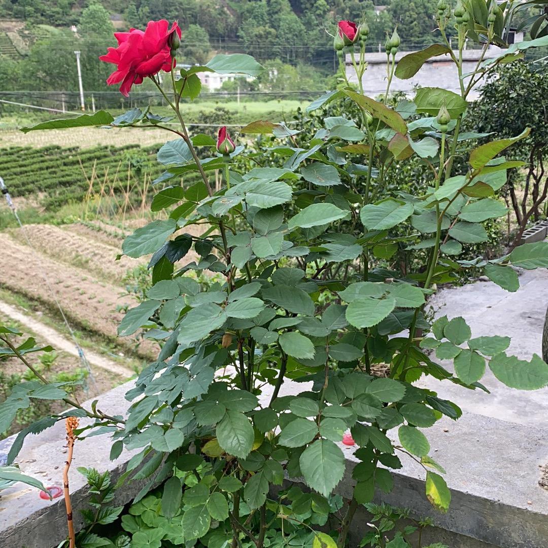 黄双荣
