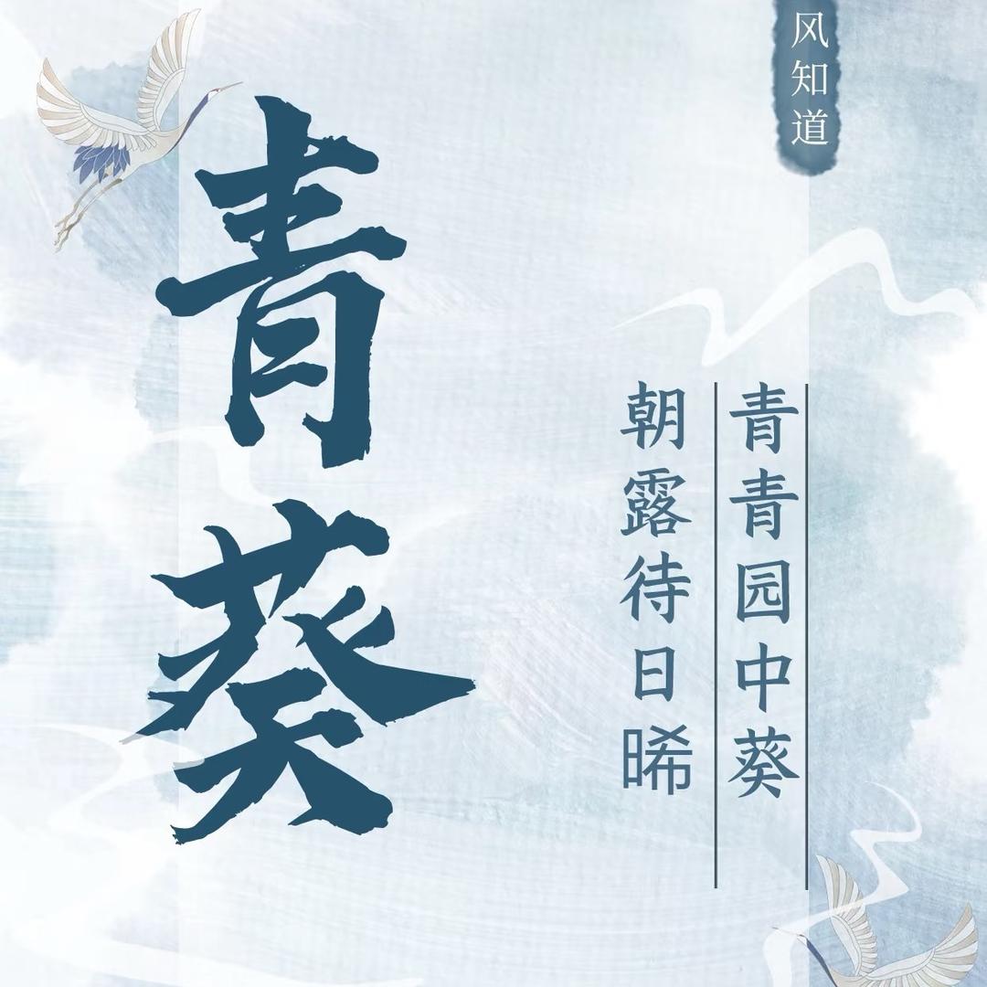 青葵