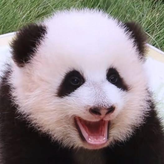 屎到淋头还想狡辩