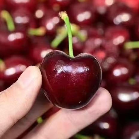 空运车厘子明天到