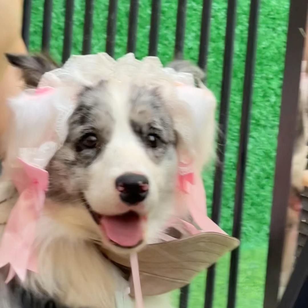 边牧11