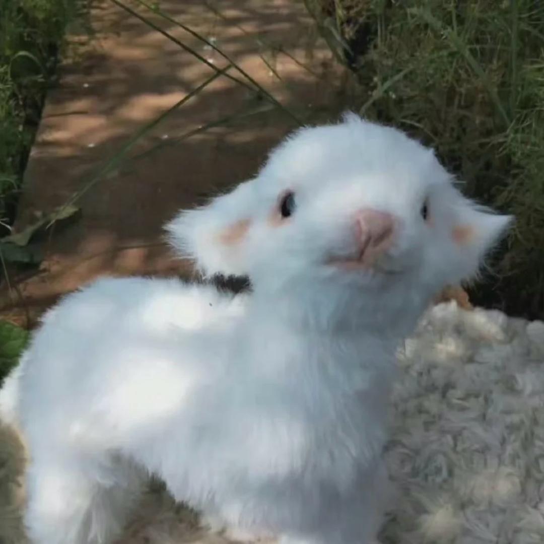 Hán小羊