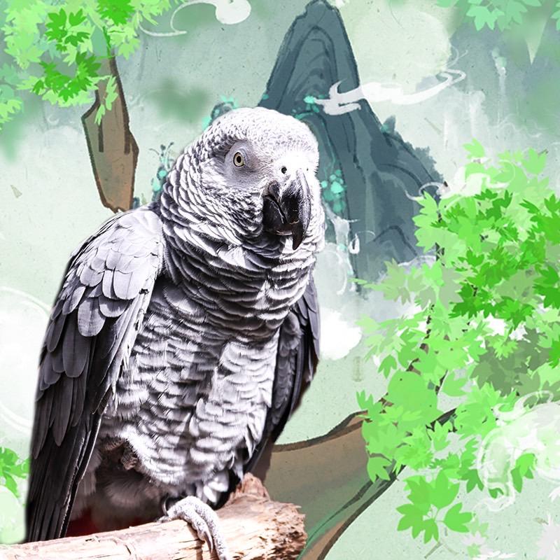 云野小灰灰