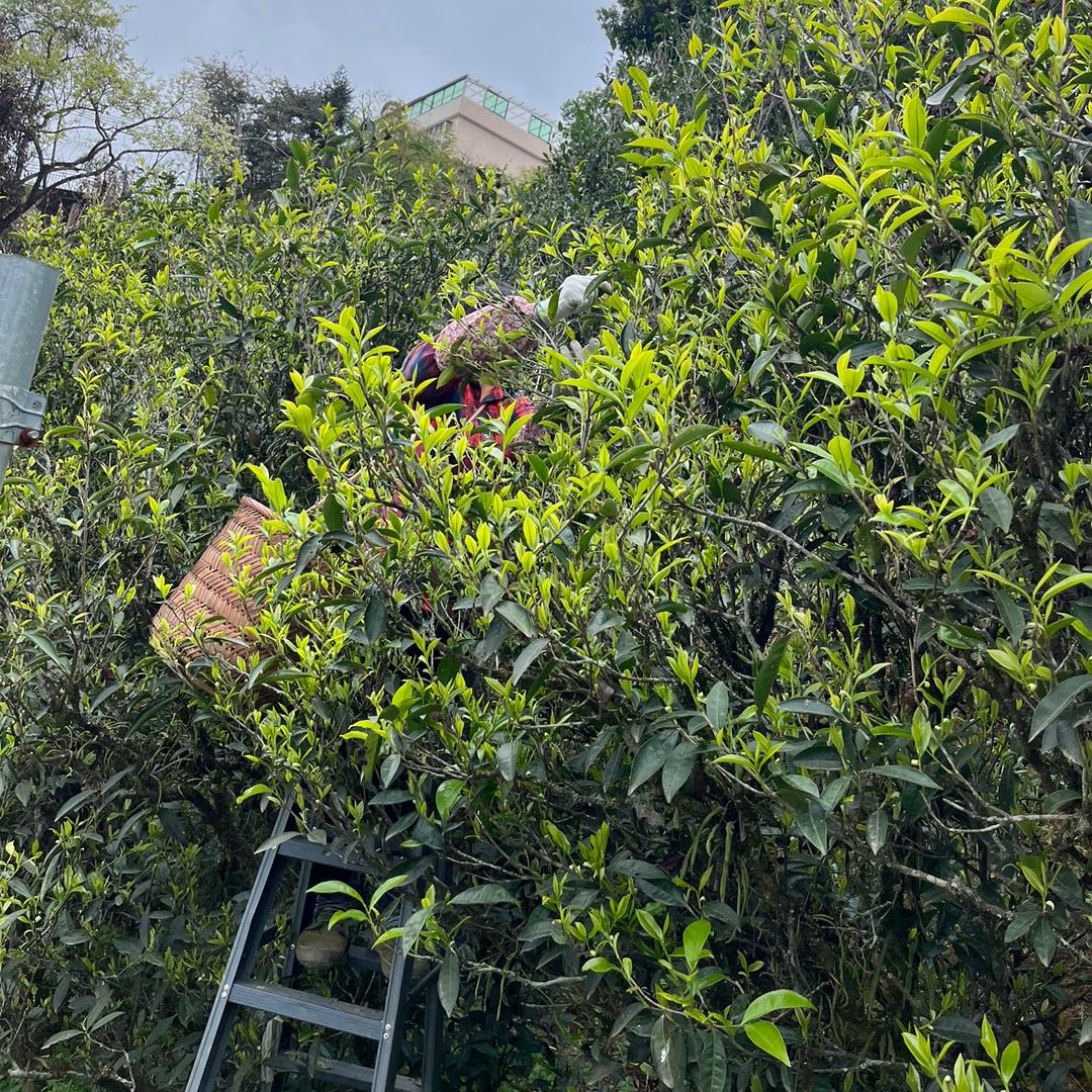 古马道单丛茶