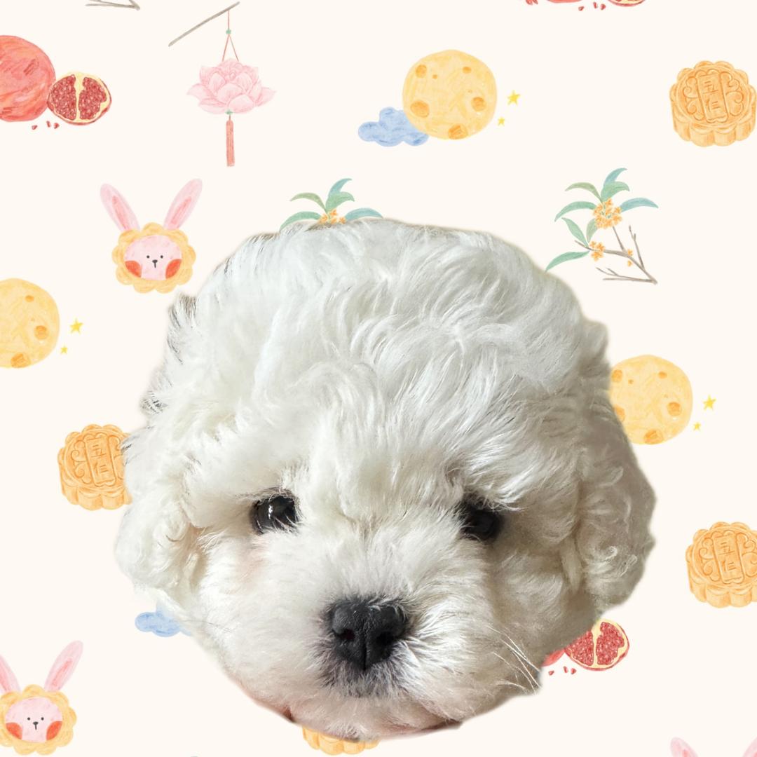 不会汪汪叫的金团子