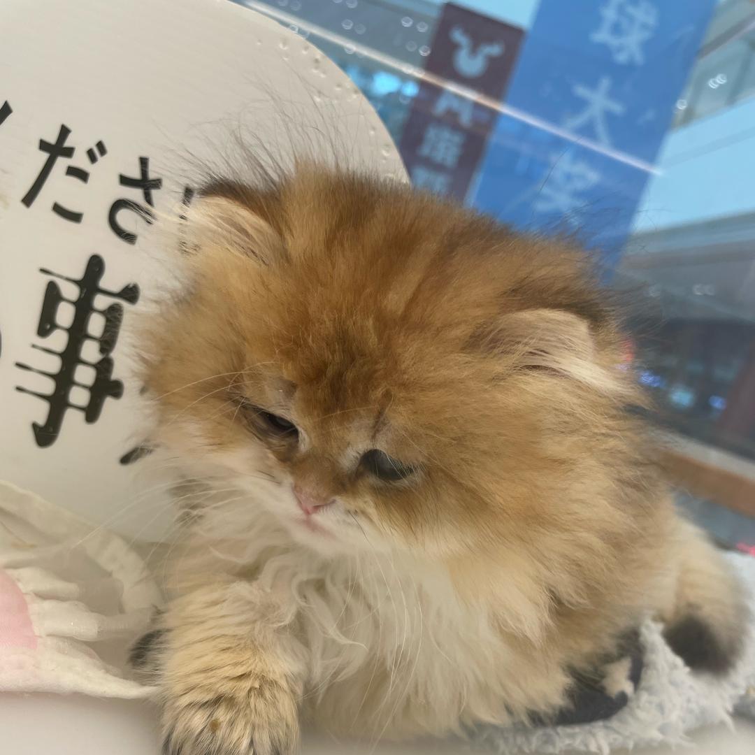 饭碗🥣