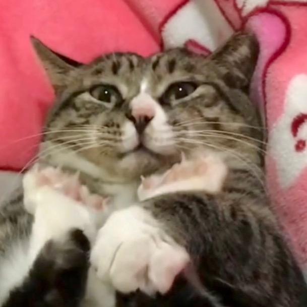 狸花炮炮猪