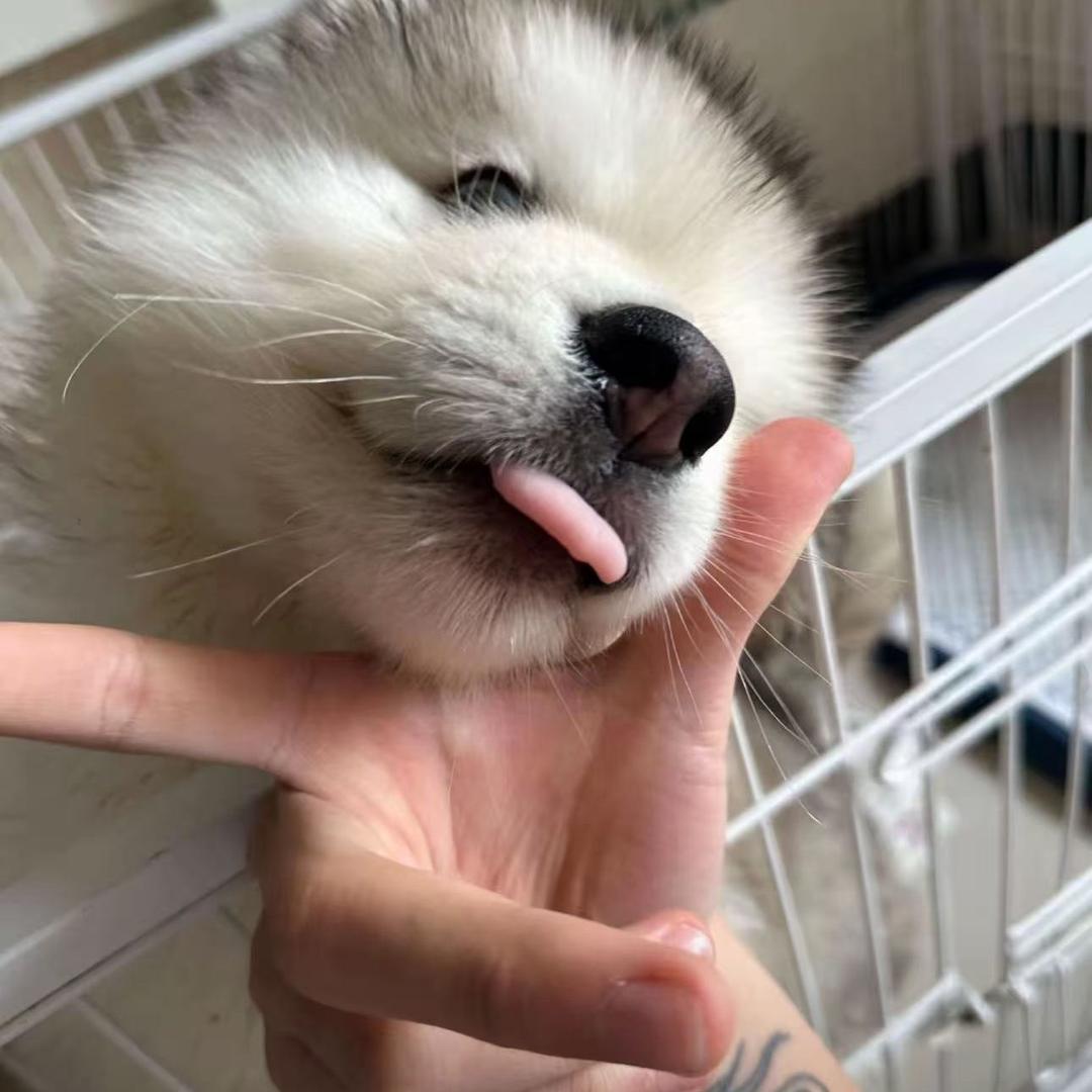 yy