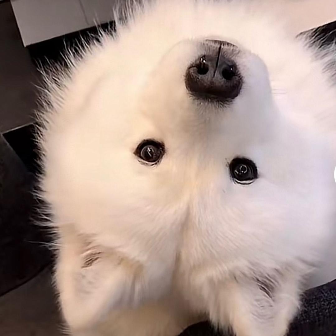 可爱的你们