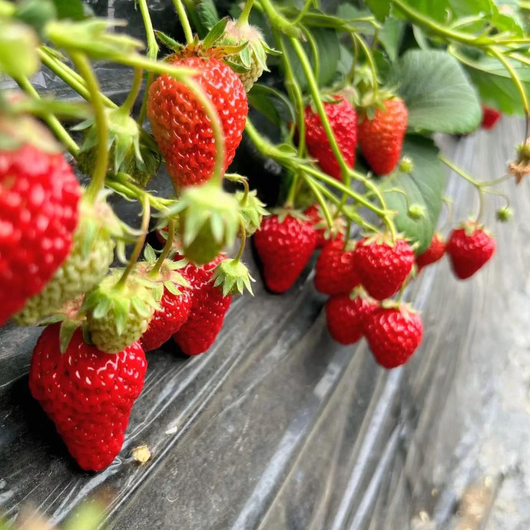 随州市区悦吾草莓园