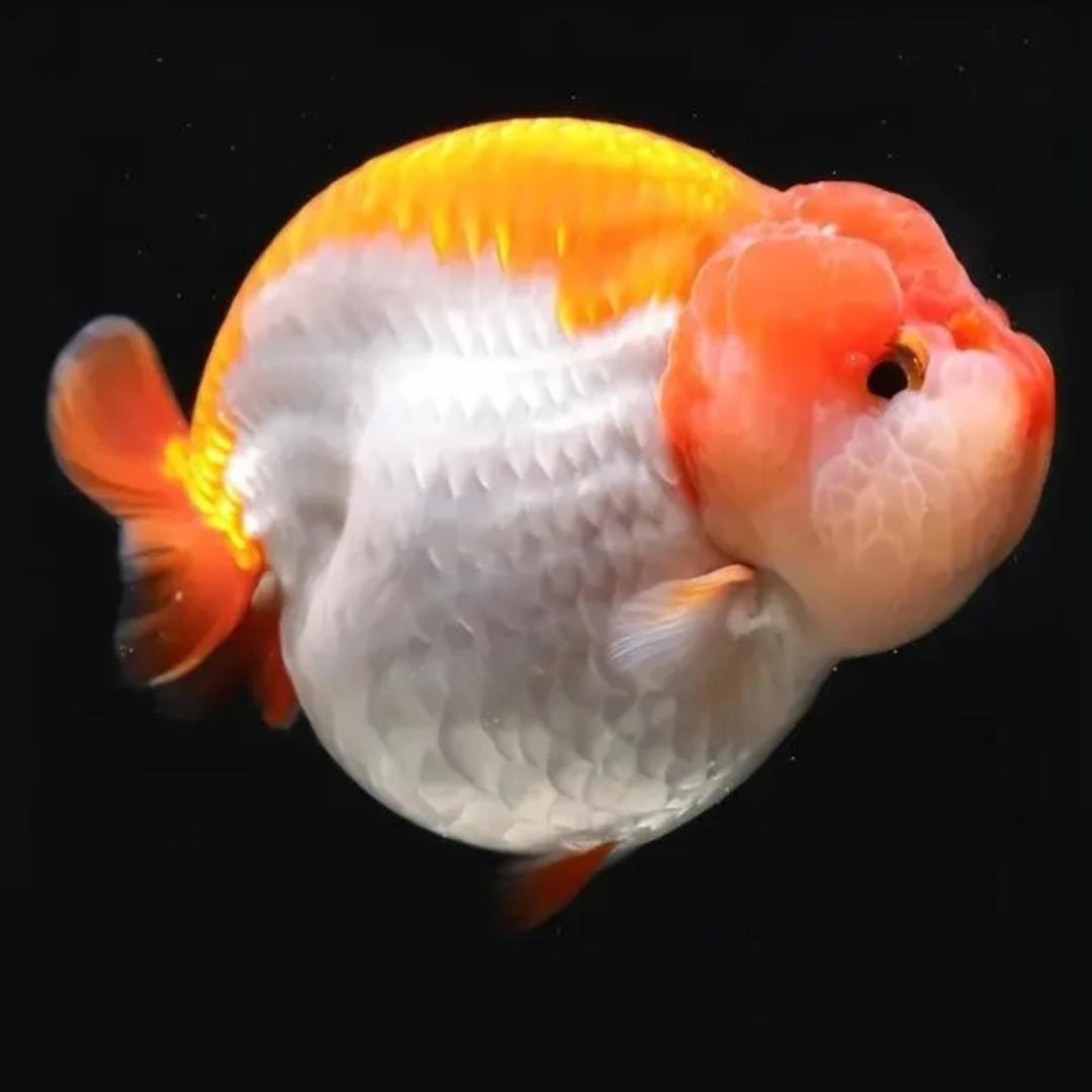 八厘米水族