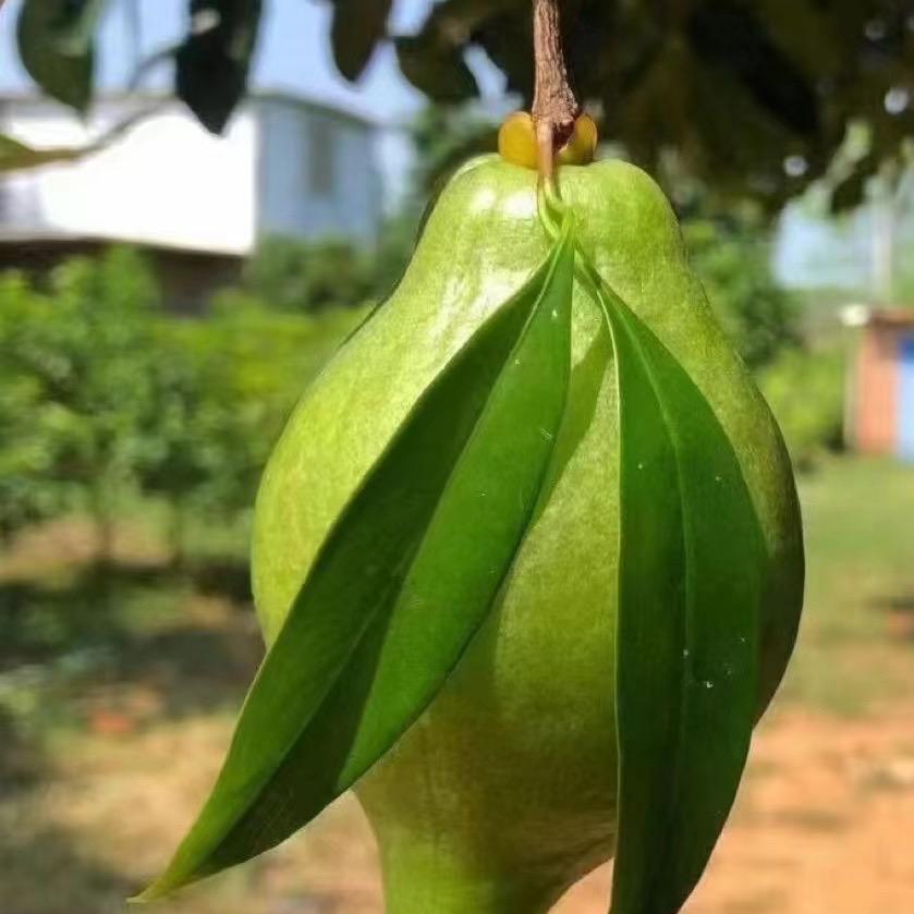 文轩绿苗专营店热带果苗