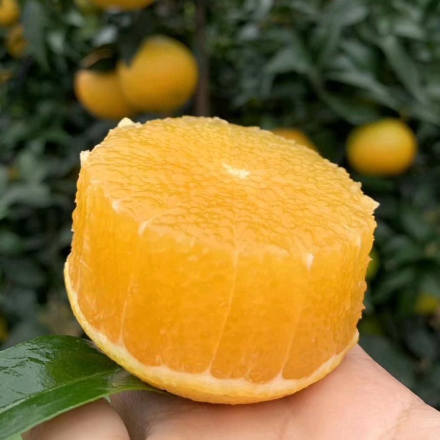 点点四季鲜果《爱媛果冻橙熟了》