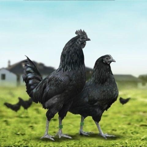 阿拉啦