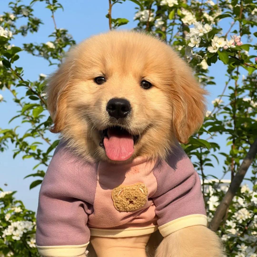 金毛宠物拉布拉多