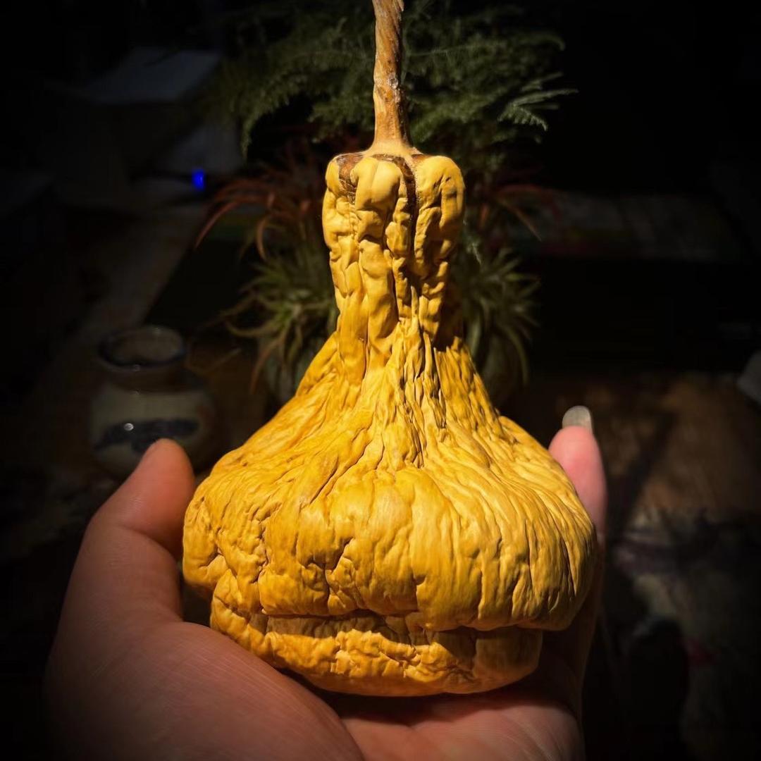 紫玉轩葫芦基地